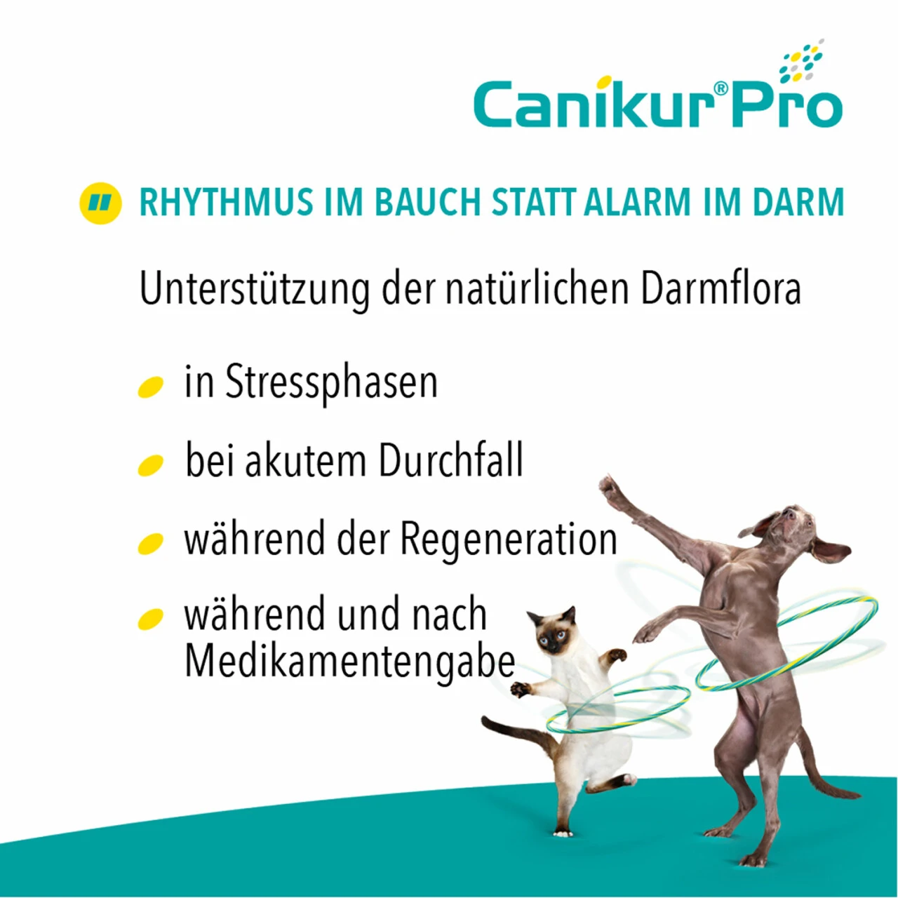 Boehringer Ingelheim Canikur Pro Hund & Katze 5 Boehringer Ingelheim Canikur Pro Hund & Katze – Bild 3