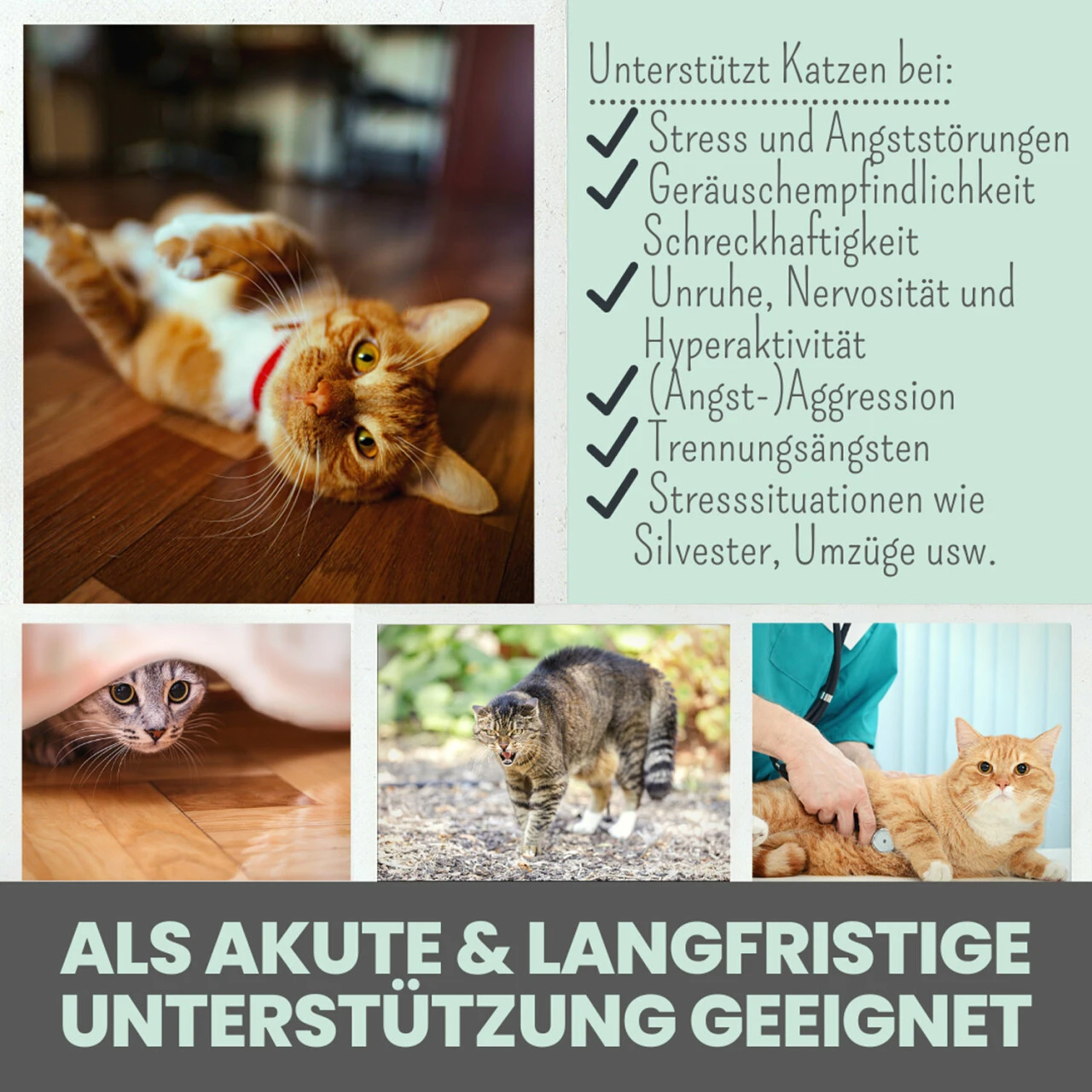 Noms+ Wohlfühlpaste Für Katzen 5 Noms+ Wohlfühlpaste Für Katzen – Bild 3