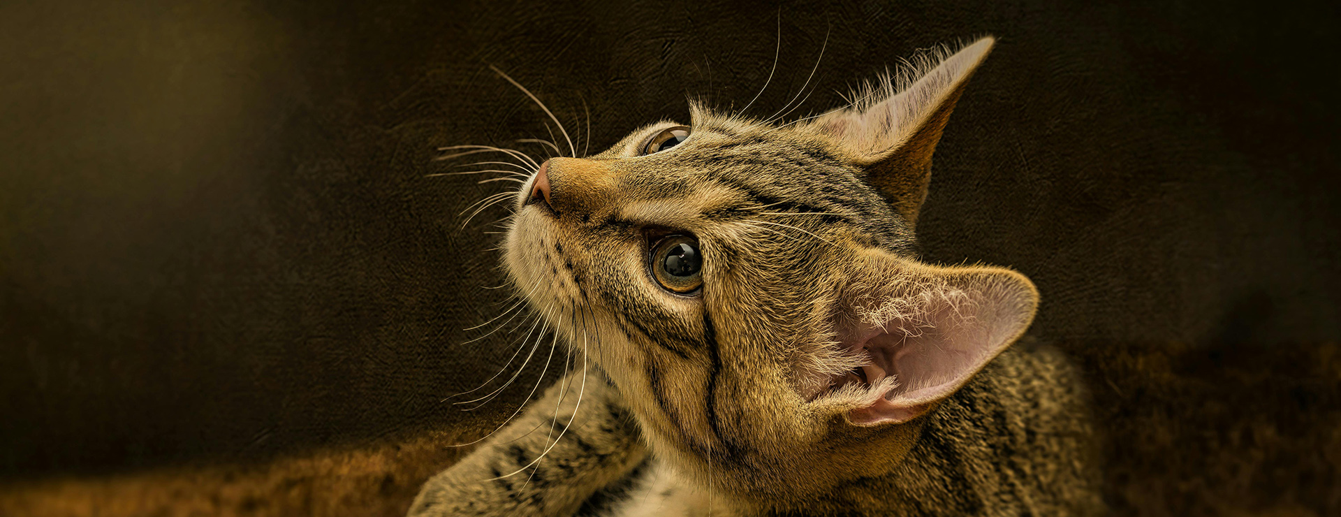 Heimtierbedarf 2 Heimtierbedarf -Heimtierbedarf pexels guvo 28872296