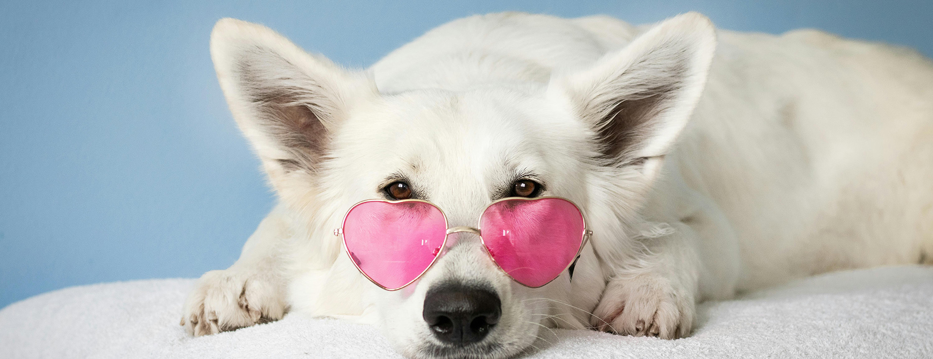 Heimtierbedarf 4 Heimtierbedarf -Heimtierbedarf pexels simonakidric 2607544