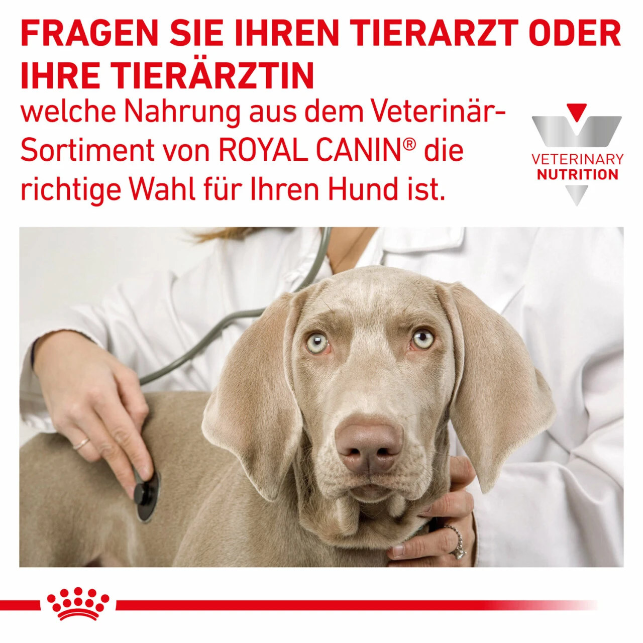 Royal Canin Gastrointestinal Moderate Calorie Trockenfutter Für Hunde 10 Royal Canin Gastrointestinal Moderate Calorie Trockenfutter Für Hunde – Bild 8