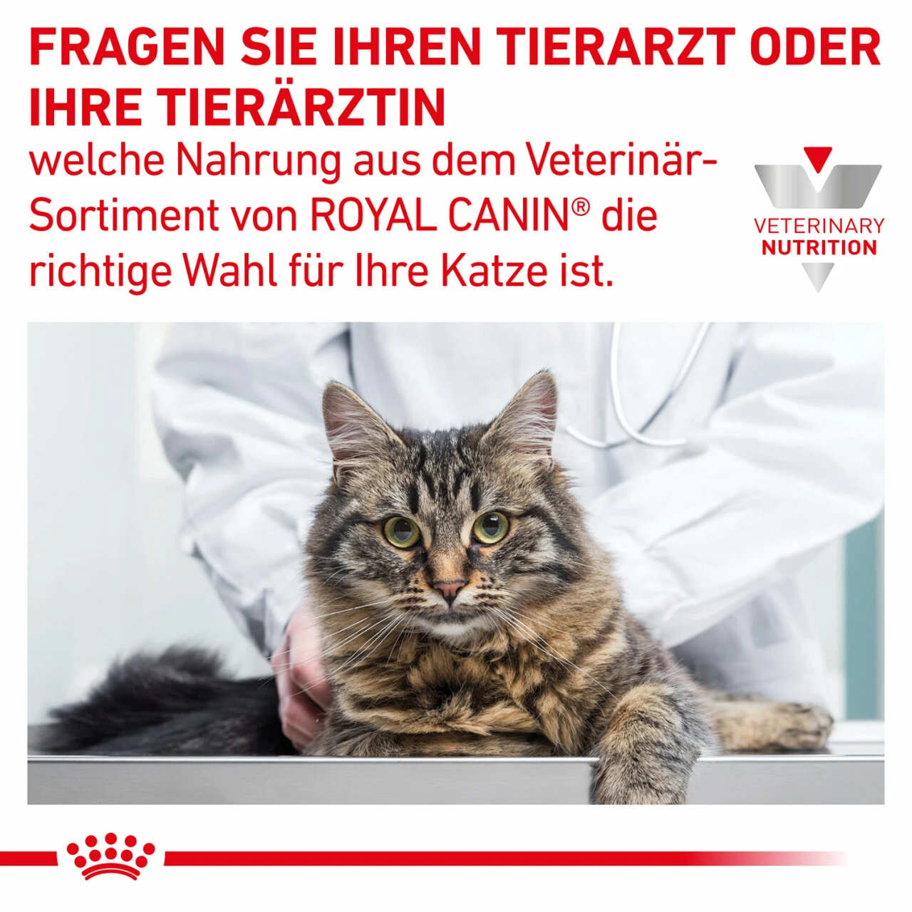 Royal Canin Gastrointestinal Trockenfutter Für Katzen 11 Royal Canin Gastrointestinal Trockenfutter Für Katzen – Bild 9