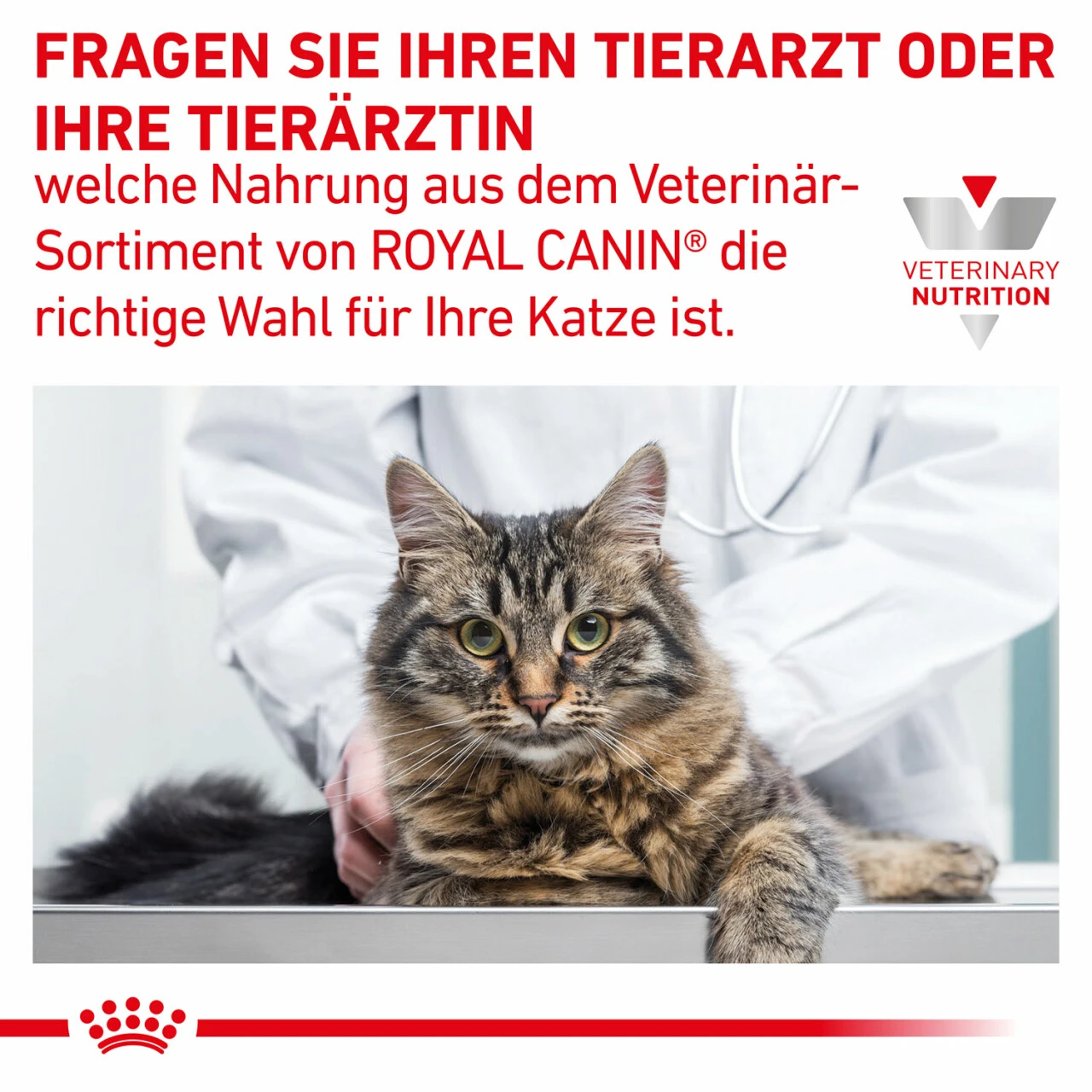 Royal Canin Hepatic Trockenfutter Für Katzen 10 Royal Canin Hepatic Trockenfutter Für Katzen – Bild 8