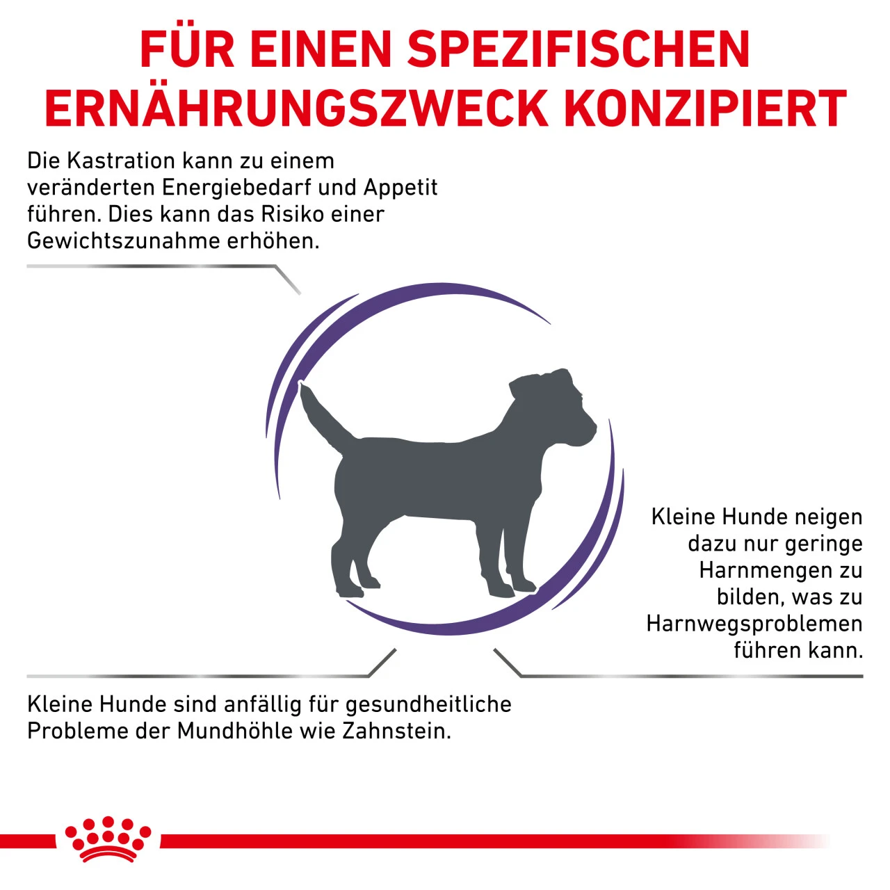 Royal Canin Expert Neutered Adult Small Dogs Trockenfutter Für Hunde 5 Royal Canin Expert Neutered Adult Small Dogs Trockenfutter Für Hunde – Bild 3