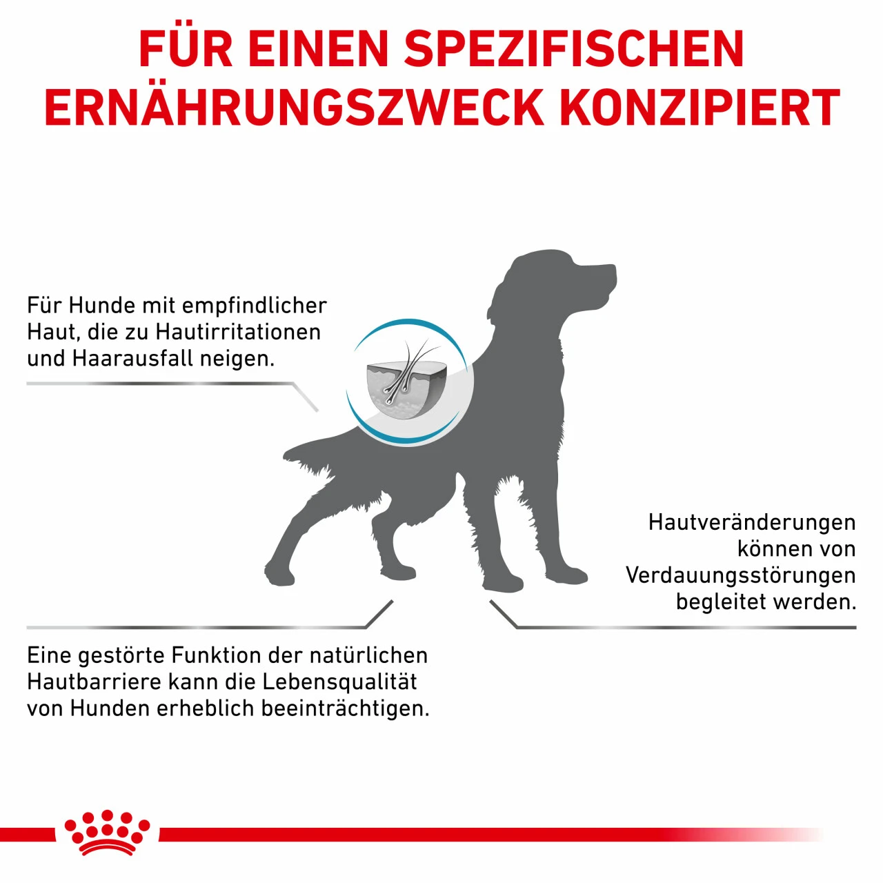 Royal Canin Skin Care Trockenfutter Für Hunde 9 Royal Canin Skin Care Trockenfutter Für Hunde – Bild 7