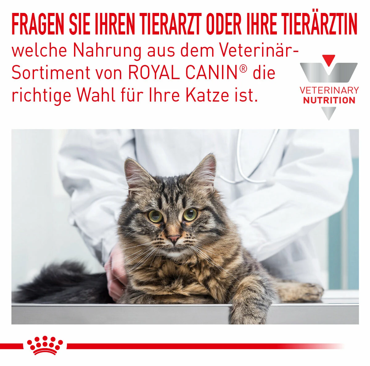 Royal Canin Skin & Coat Trockenfutter Für Katzen 4 Royal Canin Skin & Coat Trockenfutter Für Katzen – Bild 2