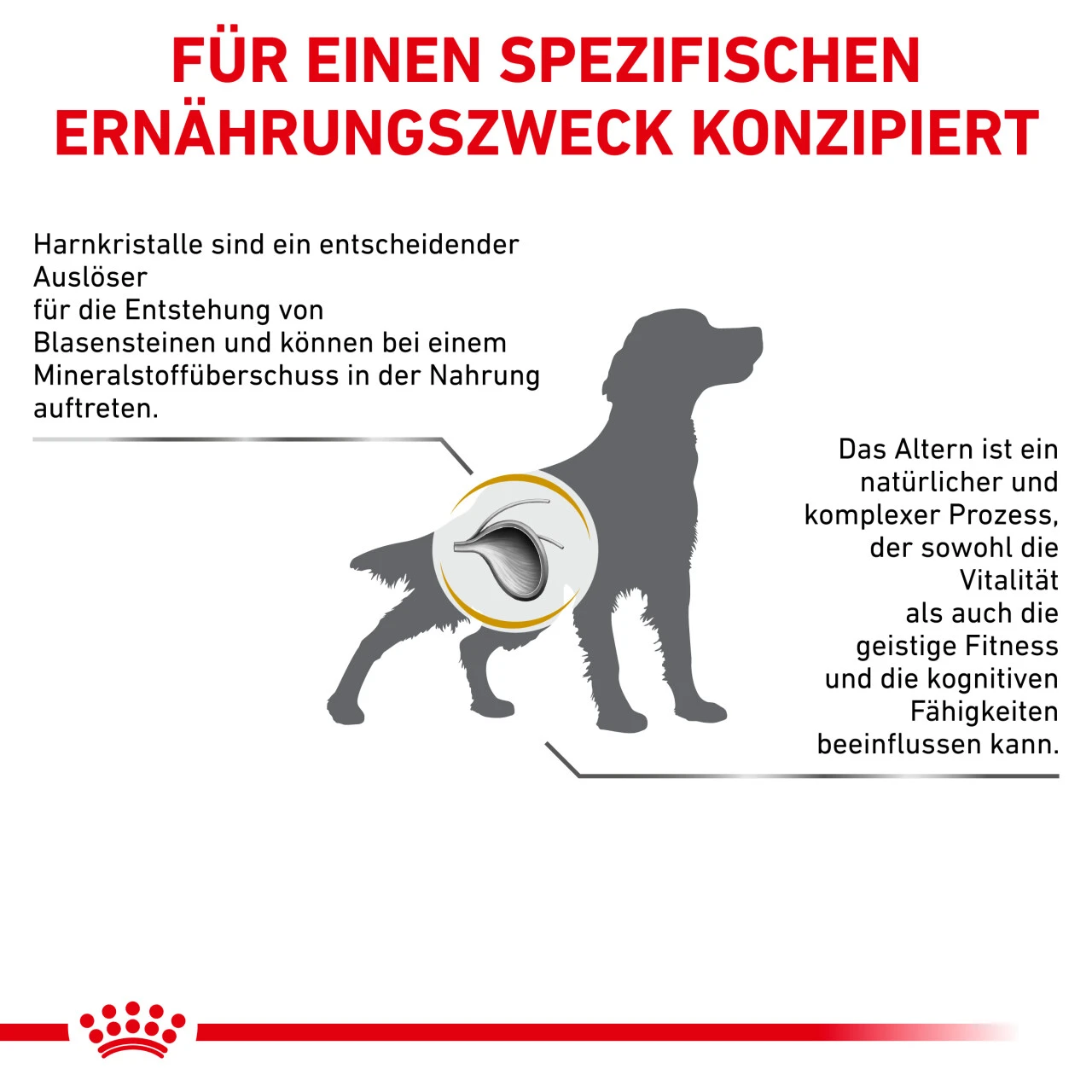 Royal Canin Urinary S/O Ageing 7+ Trockenfutter Für Hunde 7 Royal Canin Urinary S/O Ageing 7+ Trockenfutter Für Hunde – Bild 5